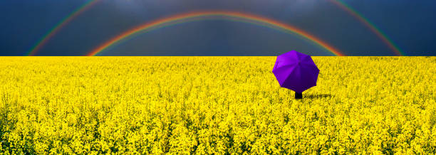 istock Lonely umbrella and rainbow above rapeseed field 1151378959