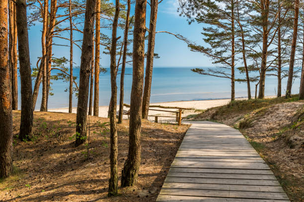 istock Pine forest, wooden footpath and sandy beach in Jurmala 1151378967
