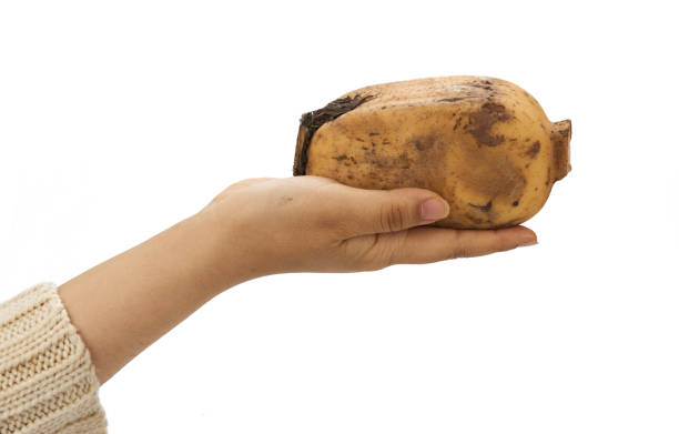 istock Female hand holding Lotus root on a white background 1151379033