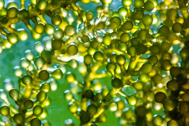 abstrakter texturhintergrund der grünen algen - algae slimy green water stock-fotos und bilder