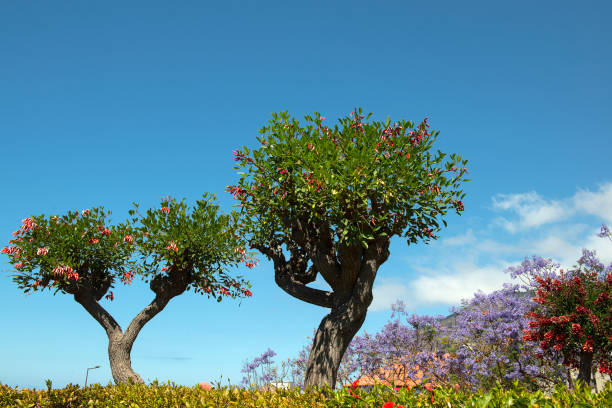 View of Funchal, Madeira, Portugal