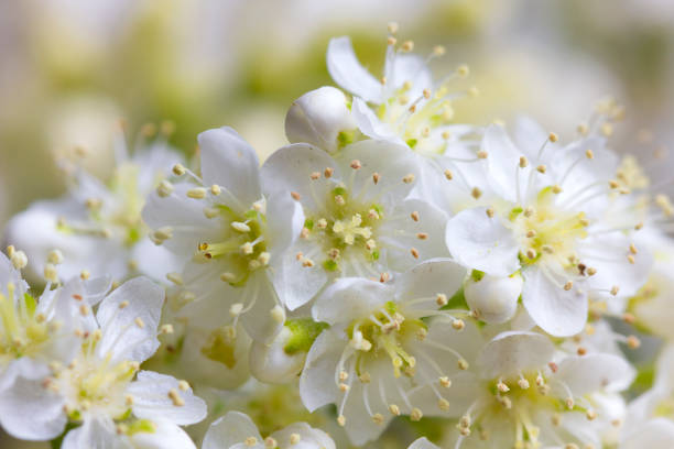 White flowers of the rowan tree