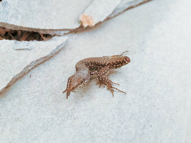 istock Animal in wild nature 1151381762