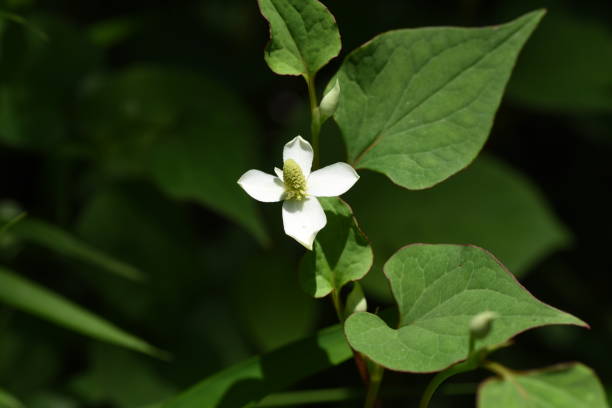 istock Chameleon plant flowers 1151381823