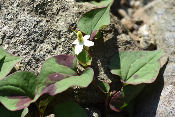 istock Chameleon plant flowers 1151381839