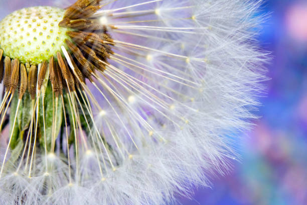 istock Dandelion Seed Head Blowball Close Up on Abstract Background 1151382191