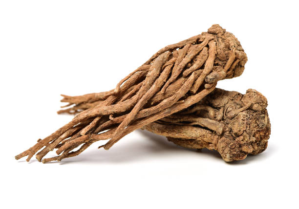 Angelica root Angelica root used in chinese traditional herbal medicine, over white background. Radix angelicae sinensis, Dang gui angelica stock pictures, royalty-free photos & images