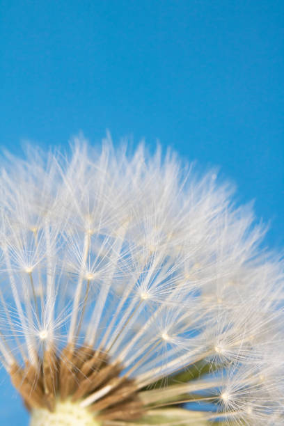 istock Dandelion Seed Head Blowball Close Up on Blue Abstract Background 1151383089