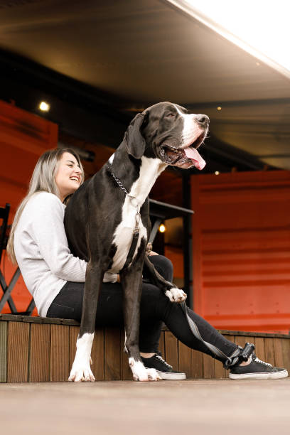 istock A very large dog on owner's lap 1151383308