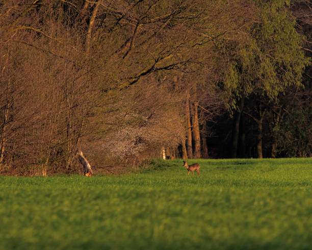 istock Roebuck in meadow near forest in evening sun in early spring. 1151383396