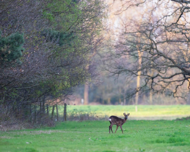 istock Roebuck in meadow at edge of forest at sunset. 1151383406