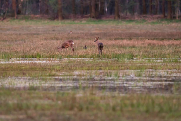 istock Grazing roe deer in grassy wetland at sunset. 1151383425