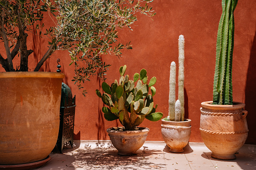 Riad terrace in Marrakech. Cacti and flowers in traditional clay pots in front of the red wall.