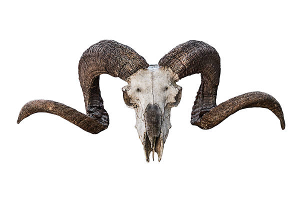 animal skull natural large curved brown horns on a white background. Sheep skull bone creepy trophy animal skull natural large curved brown horns on a white background. Sheep skull bone creepy trophy hunting horn stock pictures, royalty-free photos & images