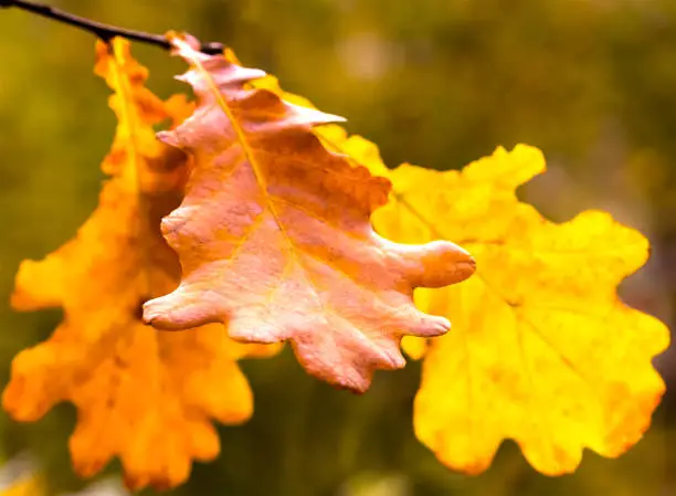 golden brown autumn oak leaves closeup delicate dried autumnal design base