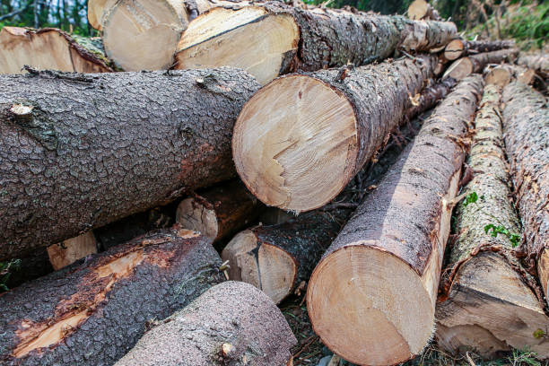 istock long thick trunks pine many wood straight symmetrical construction eco building materials background design 1151385605