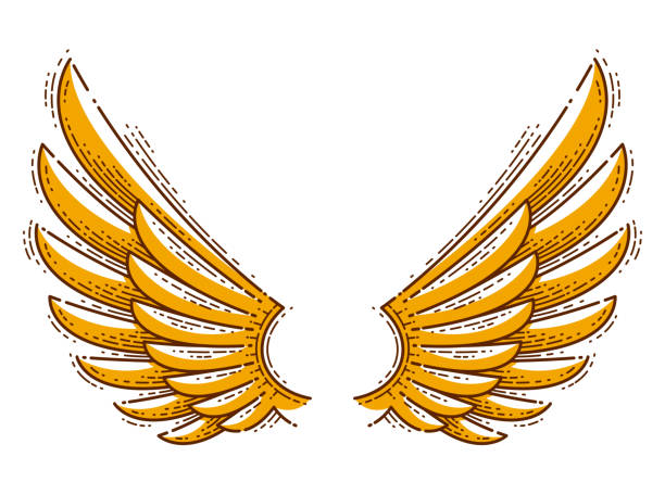 ilustrações de stock, clip art, desenhos animados e ícones de wings vintage linear design element isolated easy to use, angel raven eagle or falcon, vector icon or emblem trendy style. - asa de animal ilustrações