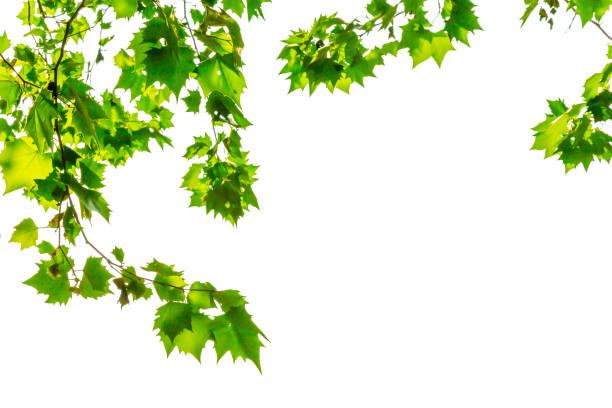istock Green leaves on white background cut out 1151387614