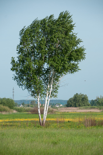 Lonely birch by a bright summer day closeup