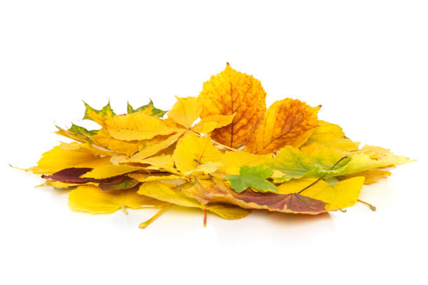 istock Colorful autumnal foliage isolated on a white background. 1151387897