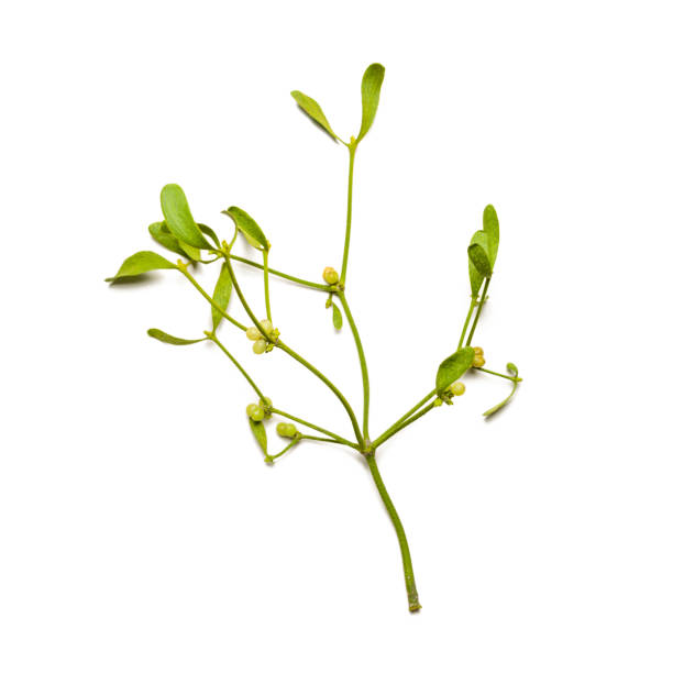 Green mistletoe with berries isolated on white background.