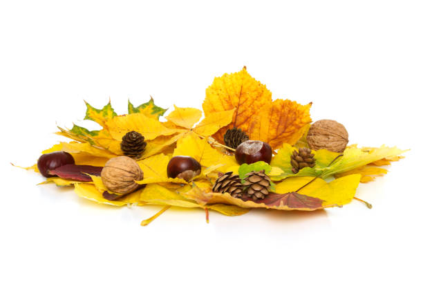 istock Colorful autumnal foliage isolated on a white background. 1151387960