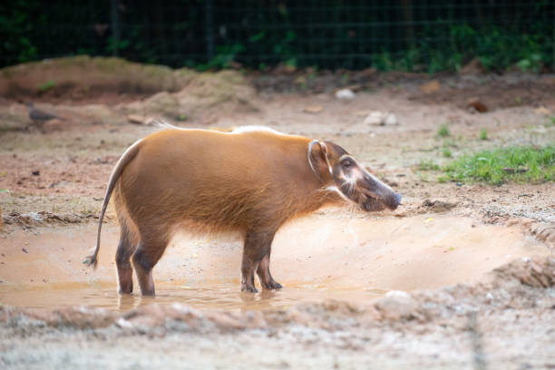 Contented looking Red River Hogs looking for food