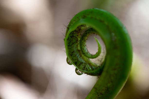 istock Fern and Sporangium,Fern pattern 1151392419