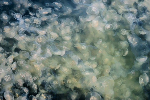 istock Large accumulation of jellyfish. 1151397217