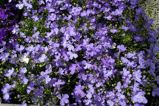 Purple Trailing Lobelia Sapphire flowers, Lobelia Erinus \