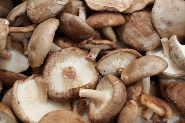 shiitake-pilze, vollbild deckungsfoto. lentinula edodes. shiitake champignions. pilzhintergrund textur. shiitake ist ein essbarer pilz, der in ostasien beheimatet ist. - shiitake mushroom edible mushroom mushroom dry stock-fotos und bilder