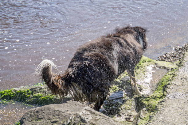 istock Wet border collie dog shaking itself dry on beach 1151398819