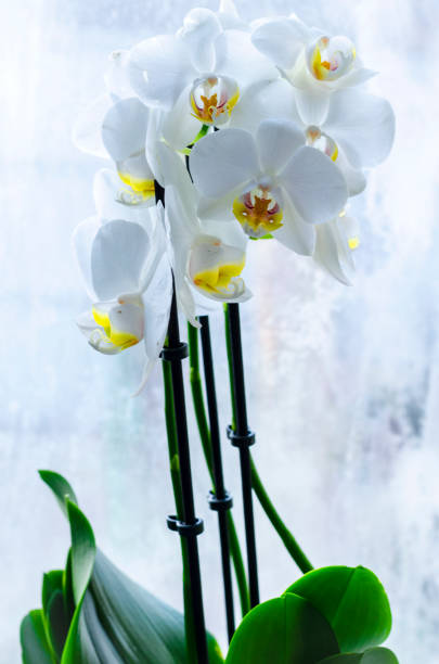 istock orchid on the windowsill, indoor plant 1151398940