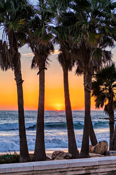 istock Mediterranean beach sunset with palm trees silhouettes. 1151402759