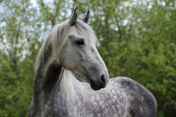 Pure Spanish Horse or PRE, portrait against nature background Pure Spanish Horse or PRE, portrait against summer nature background dapple gray horse standing silver stock pictures, royalty-free photos & images