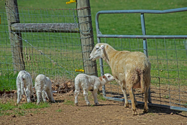 istock Female sheep and lambs waiting for the gate master. 1151403293