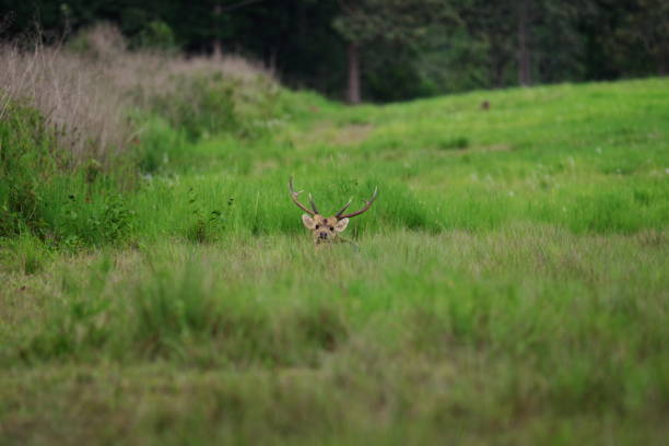 istock Hog deer on grassland in wildlife 1151404491