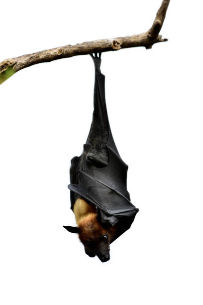 istock Mysterious Lyle's flying fox (Pteropus lylei) big fruit bat hanging downward from dried tree branch over white background, exotic wild animal 1151406235