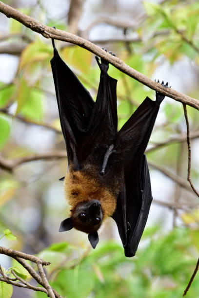 istock Mysterious Lyle's flying fox (Pteropus lylei) big fruit bat hanging downward from tree branch with stretching its wings and legs with large penis come out 1151406249