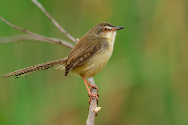 istock Plain Prinia (Prinia inornata) beautiful fat grey bird calmly perching on slim stick in nature over green blur background, fascinated wild animal 1151406408