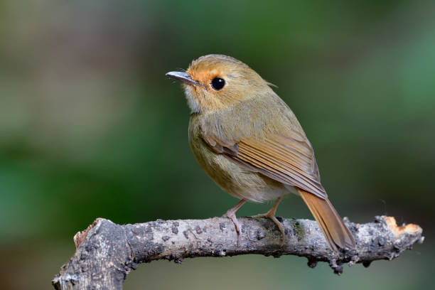istock Rufous-browed Flycatcher (Anthipes solitaris) chubby brown bird with orange brow and big eyes perching on dried wooden stick showing side feathers profile 1151406550