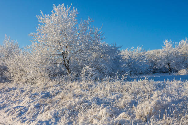 istock Landscape with winter covered with snow trees 1151406735