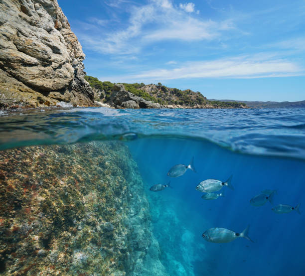 istock Mediterranean sea rocky coast and fish underwater 1151406841