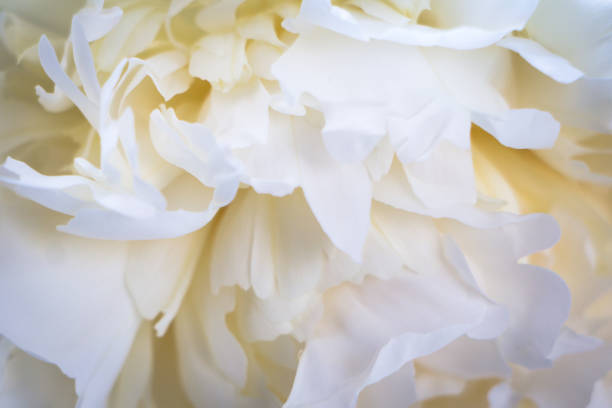 istock Beautiful white peonies on a white wooden table 1151406856