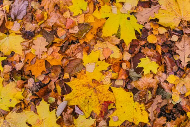 yellow brown leaves fallen old maple background base autumn landscape base dark pattern