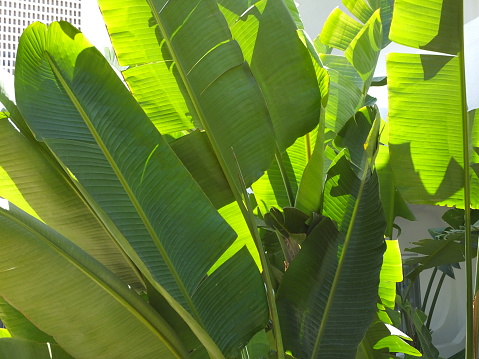 Banana Plant Leaves
