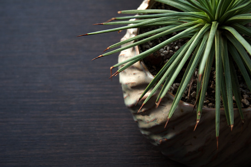 Spiked succulent plant in ceramic pot isolated on dark wooden background close-up