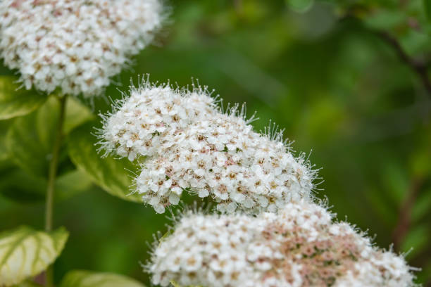 istock Birchleaf Spiraea Flowers in Bloom in Springtime 1151410399