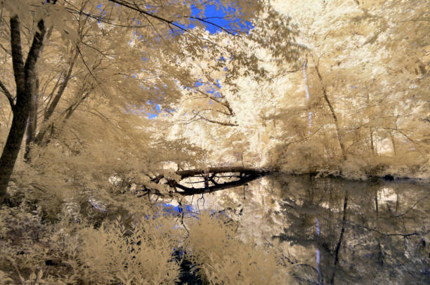 Bell creek runs through Pemberton Historical Park in Salisbury MD and this is simply an IR image of a fallen tree crossing the stream