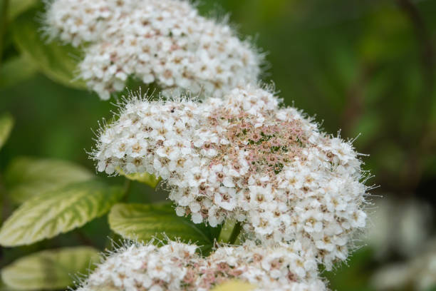 istock Birchleaf Spiraea Flowers in Bloom in Springtime 1151411060